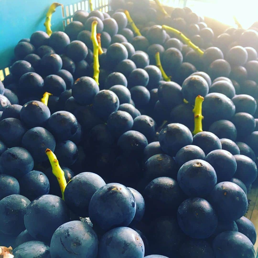 ツチと実のグルメインスタ