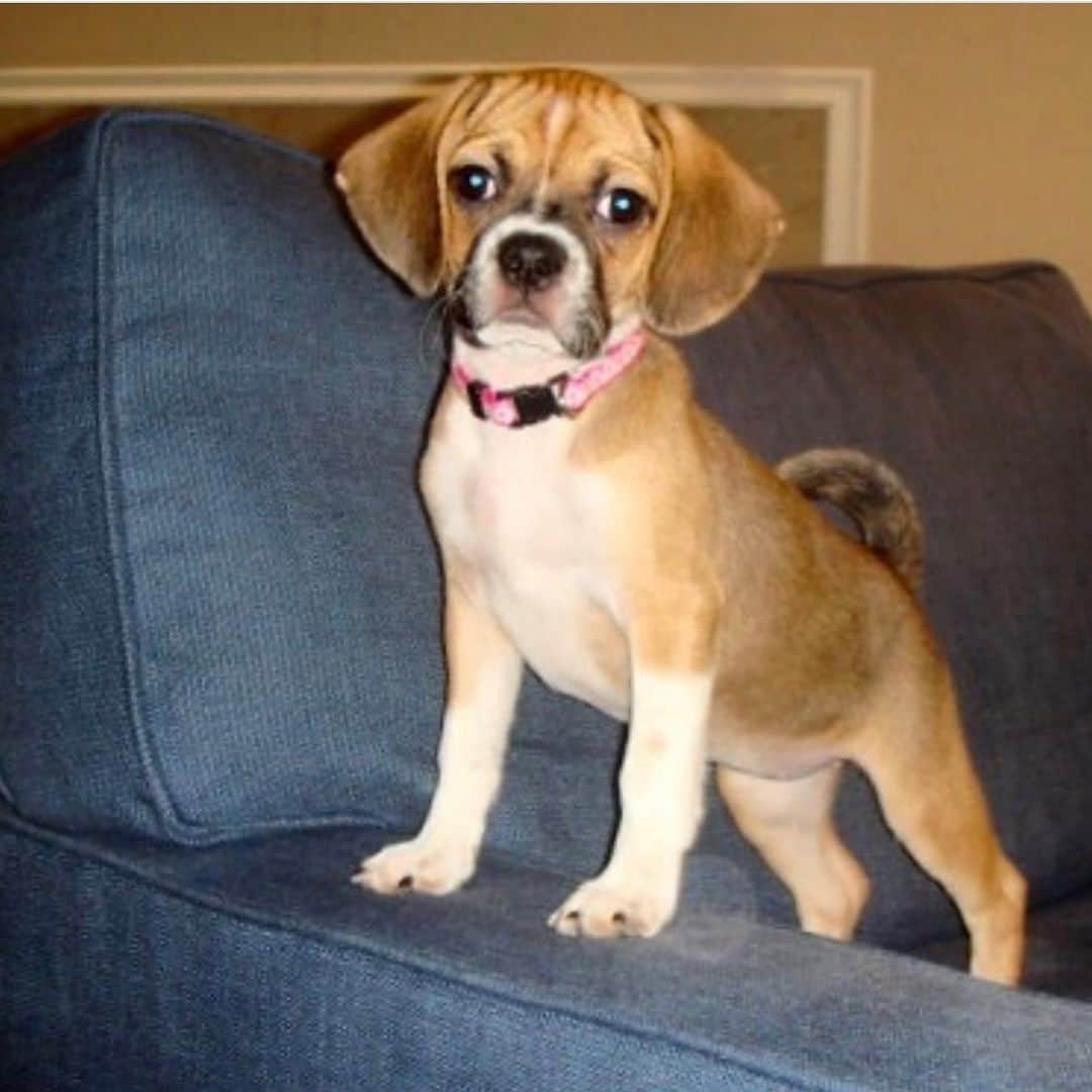 Jules Jordanのインスタグラム：「Pic of Sable as a puppy, she was an impulse buy when I saw that face! 😂 #nationaldogday #puggle 📸 @jennahaze」