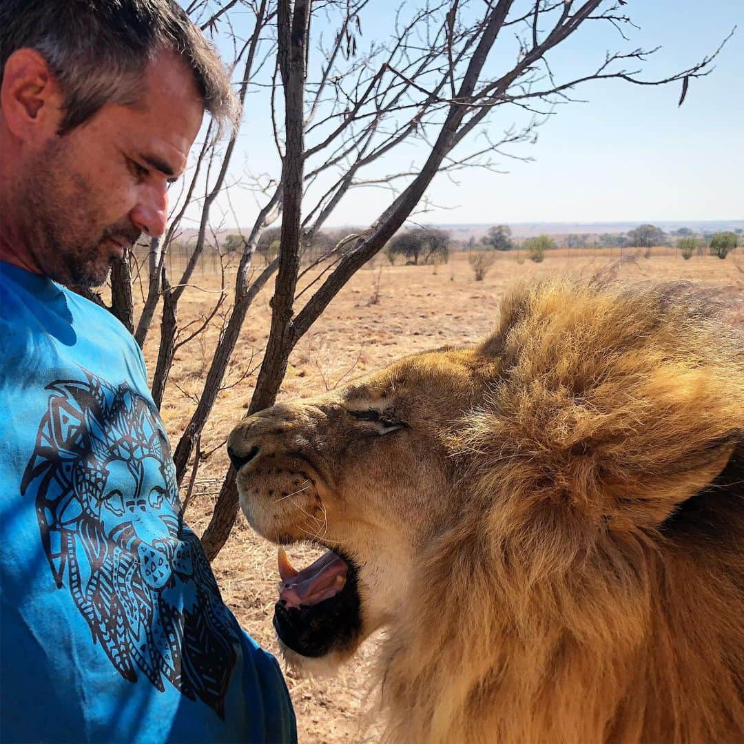 Kevin Richardson LionWhisperer さんのインスタグラム写真 - (Kevin Richardson LionWhisperer Instagram)「I’m not quite sure if It’s colour of the shirt or the ‘lionart’ 😂 print of the lion on it that Bongani finds more interesting.  Lions see in colour but not full colour. More in the blue and green spectrum so this t shirt should resonate. Why is he laughing? Well he isn’t, he’s merely grimacing because the t shirt is new and the smell is different. By grimacing he will draw in the new smell over his Jacobson’s organ or vomeronasal organ on the roof of his mouth which in turn will help create a memory for that particular smell. #jacobsonsorgan #vomeronasalorgan #grimace #flehmen #flehmenresponse #lion #africanlion #lionking #teemill」8月27日 22時29分 - lionwhisperersa
