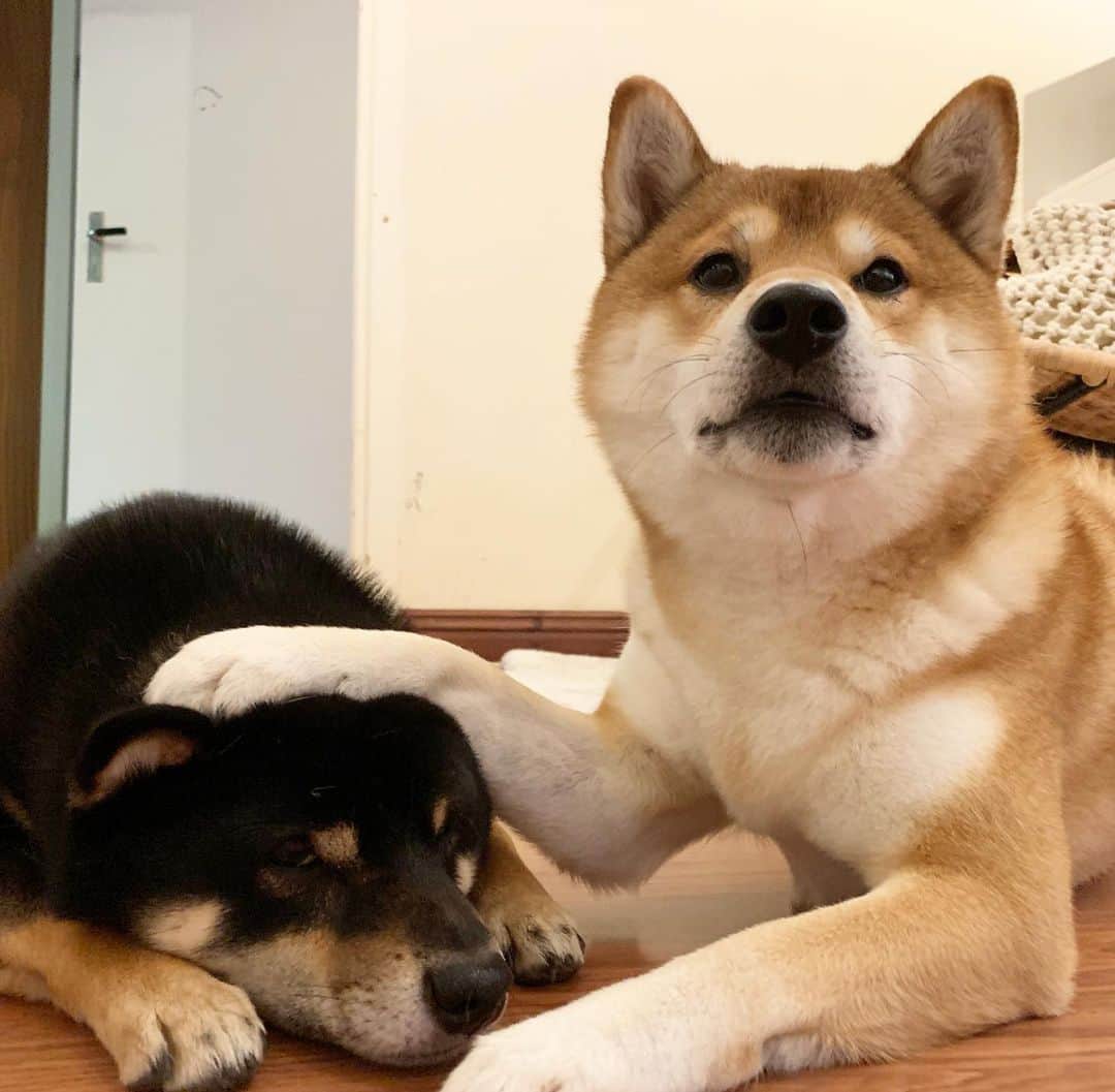 ?Fricko the Shiba Inu?のインスタグラム：「Happy #nationaldogday my fellow puppies!!❤️ Did you get tons of treats today? 🐾 🐾 🐾 #FrickoandKeaton #🐶 #☀️ #shiba #shibainu #dog #柴犬 #赤柴 #黒柴  #adorable #shibalovers #shibaholics  #dogoftheday  #weeklyfluff #aww #dogstagram  #dogscorner #puppiesofinstagram #shibapuppy」