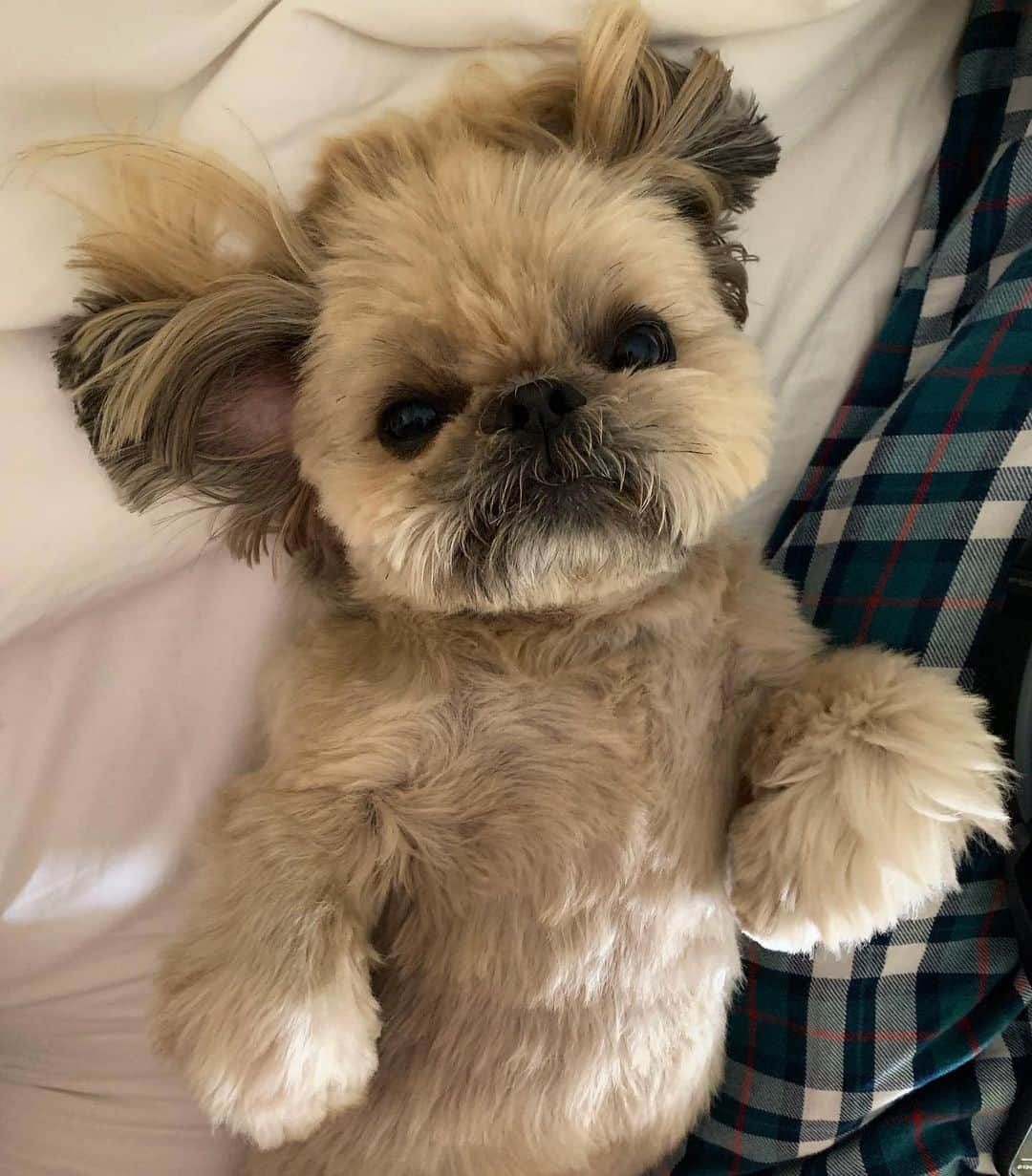 Dougie the Shih Tzuさんのインスタグラム写真 - (Dougie the Shih TzuInstagram)「Boudoir photo.」8月27日 22時35分 - dailydougie