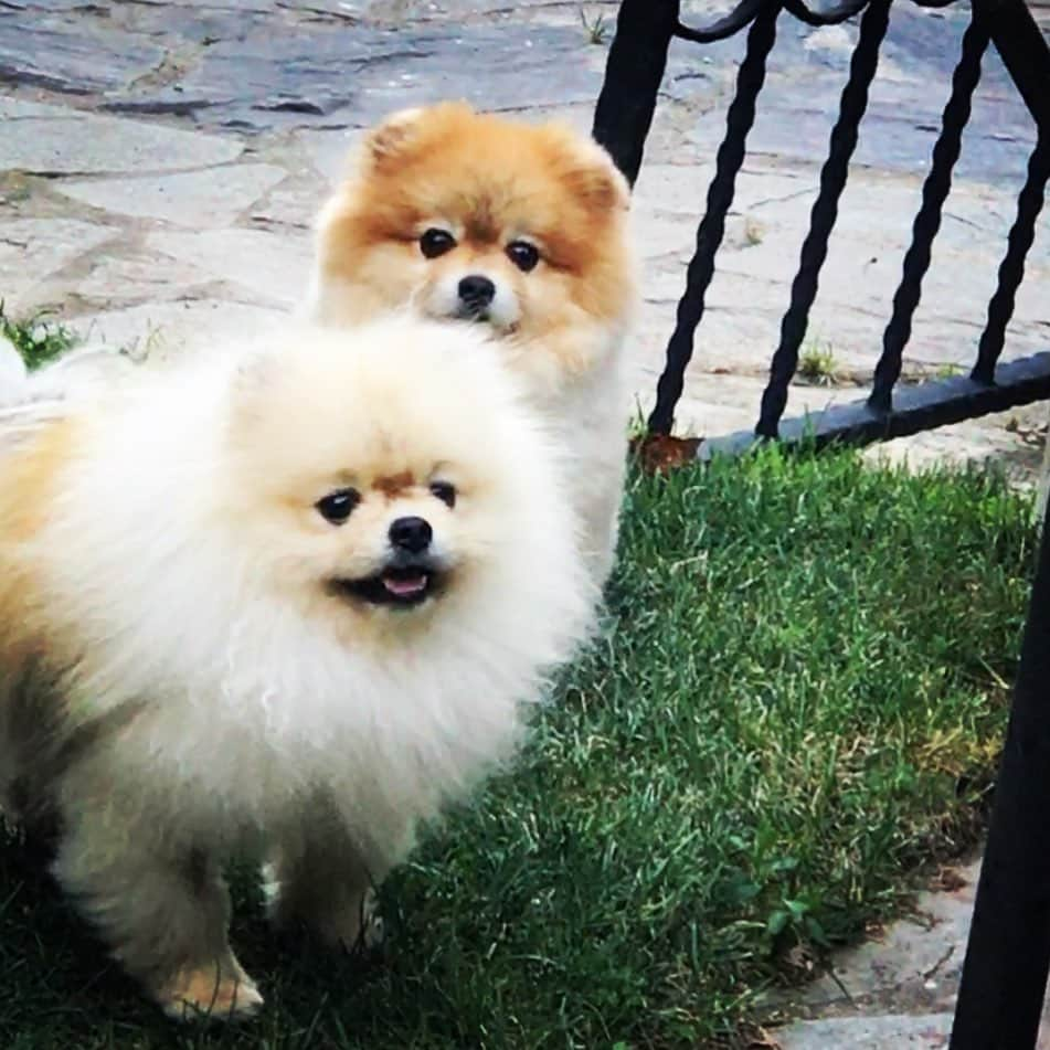 Shilaさんのインスタグラム写真 - (ShilaInstagram)「Happy National Bark Day to our friends 🐾🐶 #happynationaldogday」8月27日 23時04分 - shila_the_pom