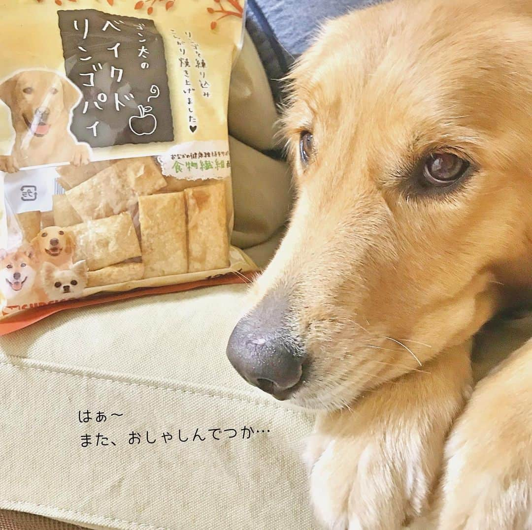 ikumiさんのインスタグラム写真 - (ikumiInstagram)「* * 8/27/2019☔️ . 雨の今日はお留守番当番のVivi。 Viviの買い物先で、 Viviに激甘な夫は たくさんのおやつを購入😑 (ストーリー見てください) で… 今夜の１つ目は私が買った #ゴン太のベイクドリンゴパイ 🍎 . 美味しそうに食べて満足気！ . たくさんのおやつ 太らない様に 上手に食べましょうね！ 家族してデブ活だわ😰 * * #goldenretriever#instadog#ゴールデンレトリバー#大型犬#大型犬のいる暮らし#ぴーすっ子#食いしん坊#Viviana#Vivi日記#2019年8月」8月27日 22時58分 - ikumi.betty_jupiter