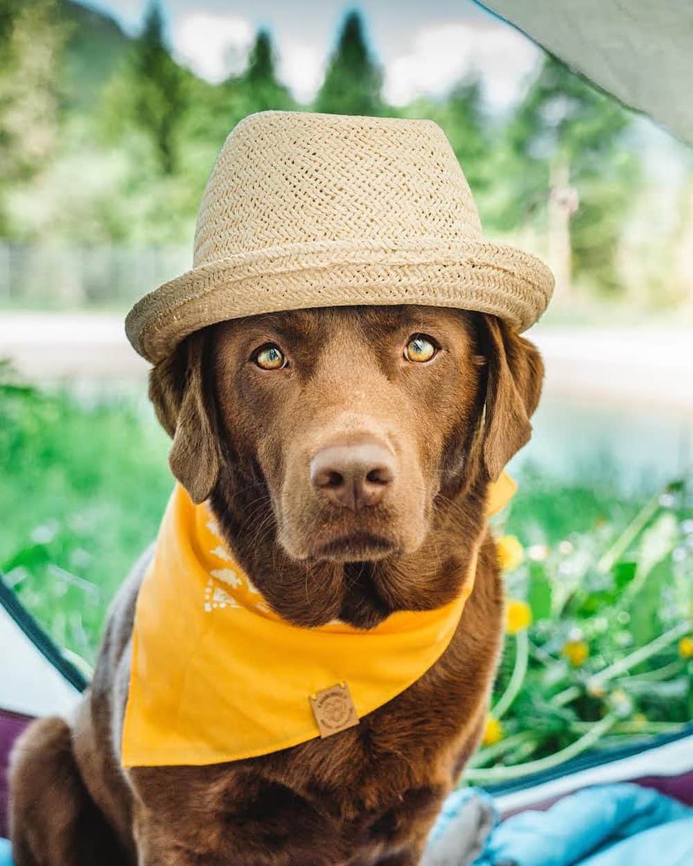 DogsOf Instagramのインスタグラム：「“Summer Love 🐶👒💛” writes @dogswiss  #dogsofinstagram」