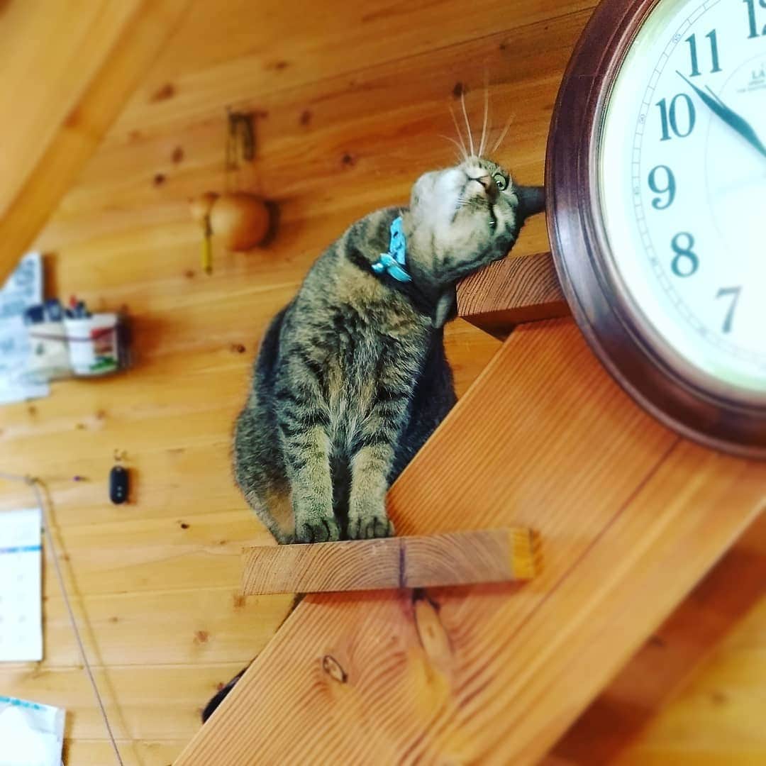 高口里純さんのインスタグラム写真 - (高口里純Instagram)「ぐりんぐりん🎵  #猫#ねこすたぐらむ #にゃんすたぐらむ #キジトラ#事務所にて  #cat#kitty#pet#office」8月27日 23時23分 - takaguchijay