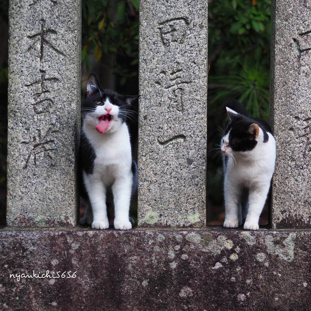 路地裏のにゃん吉のインスタグラム