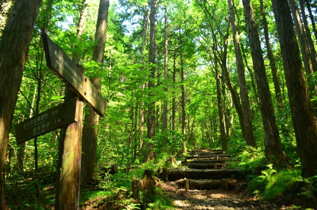 日本の国立公園さんのインスタグラム写真 - (日本の国立公園Instagram)「Follow: @nationalpark_japan⠀ Location: Owakudani to Kojiri Course/箱根地域、大涌谷自然探勝路⠀ .⠀ A 15-minute walk from Hakone Visitor Center, this superb hiking course runs through a forest where needle-leaved trees and broad-leaved trees co-exist. In the morning, the temperature is cool, making it a wonderful choice for an early morning walk.⠀ .⠀ On our Instagram, we will also share wonderful photos of National Parks of Japan posted on Instagram with the tag #nationalparksjp. We look forward to your participation!⠀ .⠀ #FujiHakoneIzuNationalPark #富士箱根伊豆国立公園 #東京都 #神奈川県 #山梨県 #静岡県⠀ .⠀ #NationalPark #nationalparks #nature #findyourpark #instafollow #japan #landscape #landscape_lovers #ourplanetdaily #landscapephotography #hiking #outdoors #traveling #travel #explore #visitjapanjp #日本 #國家公園 #일본 #국립공원 #国立公園」8月27日 15時00分 - nationalpark_japan