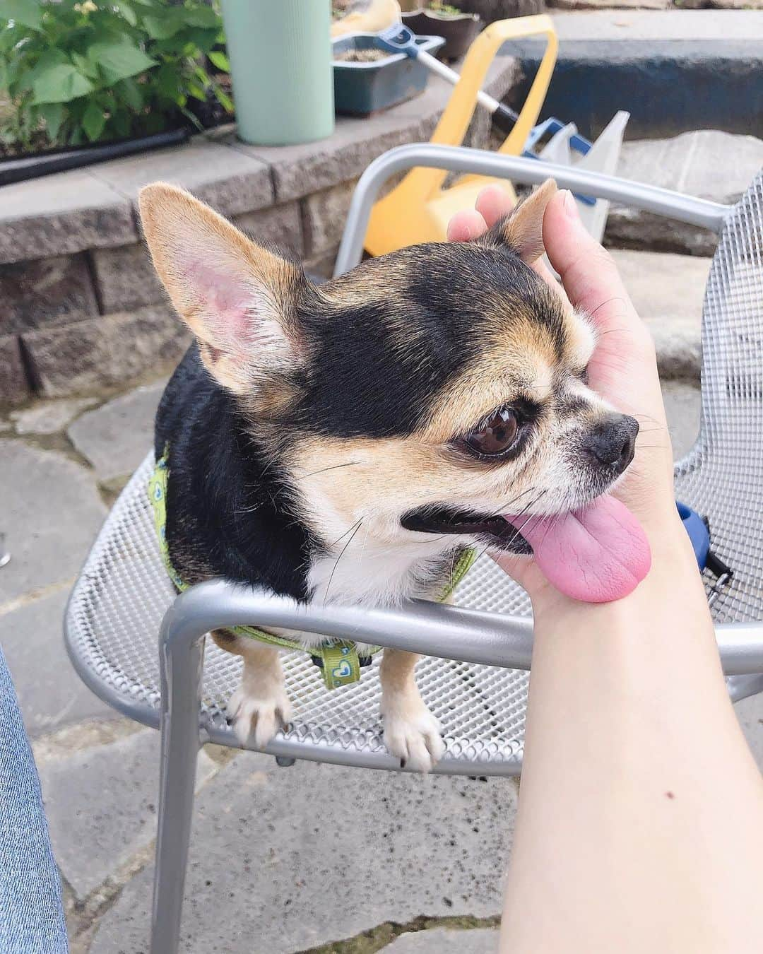 チョンジさんのインスタグラム写真 - (チョンジInstagram)「귀욤🐶」8月27日 15時05分 - teentop_2ch