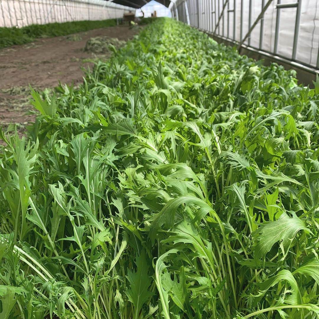 福岡超新鮮野菜/フレラボ薬院店のインスタグラム：「ここ最近は当たり前のようにサラダに入ってる水菜🥗水菜と春菊の苦味がいい😋 . . #野菜#水菜#農業#農家#agries#vegemedia#とどける株式会社#福岡#天神#博多#中洲#久留米」