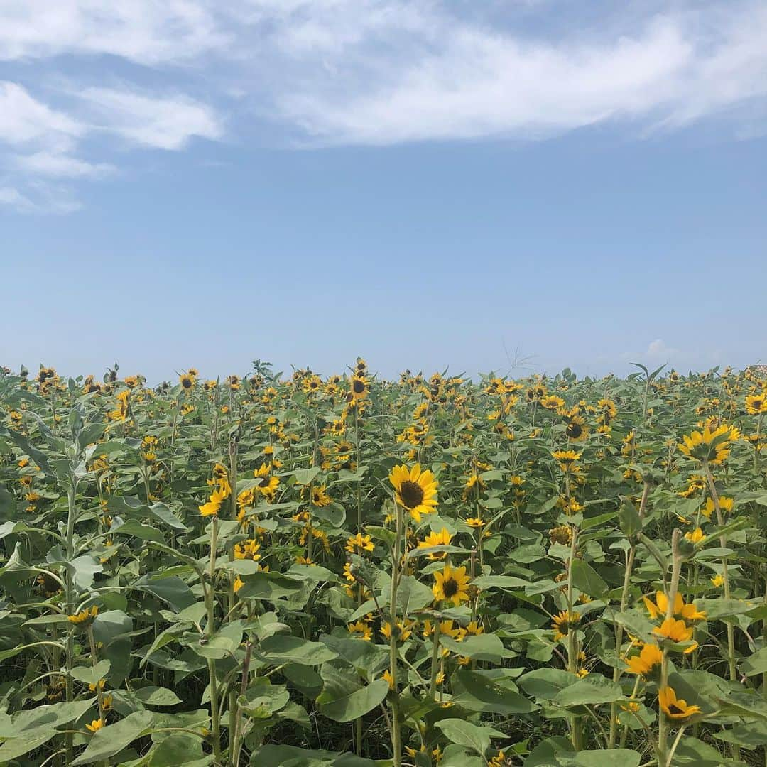 濵松里緒菜さんのインスタグラム写真 - (濵松里緒菜Instagram)「* * * ひまわりってステキ🌻 * * #sunflower #ひまわり #ひまわり畑」8月27日 16時06分 - riona_hamamatsu