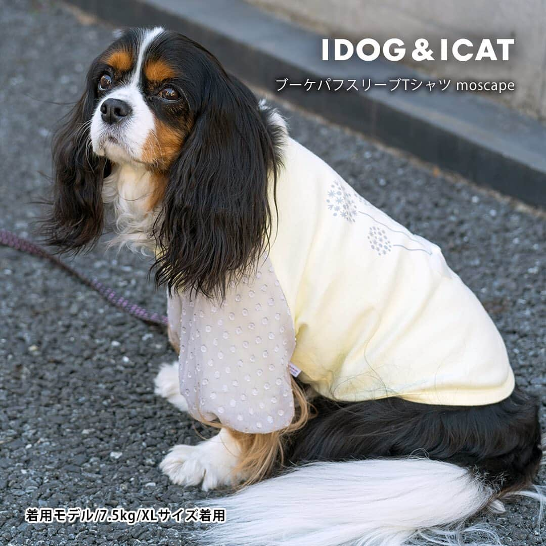 iDog&iCatさんのインスタグラム写真 - (iDog&iCatInstagram)「👕✨ 天然由来の成分&無香料だから安心 IDOG&ICATオリジナル防虫ドッグウェア . お洋服を着るだけ✨とっても簡単な防蚊・防虫対策！ 当店オリジナルの『moscape(モスケイプ)』ウェアをご紹介♪ . 夏の暑さが落ち着くこの時期こそ油断大敵☝️ 蚊・ノミ・ダニを防いで、愛犬愛猫の快適な生活をサポートします . 気になる商品はタップして商品ページにアクセス♪ . IDOG&ICAT公式LINEをお友達登録でお得な情報をゲットしよう！LINE ID『 @idogicat 』で検索♪ . #idogicat #idog #icat #犬の服idog #犬 #猫 #ドッグウェア #犬服 #犬の服 #猫服 #猫の服 #防虫 #防蚊 #moscape #モスケイプ」8月27日 16時21分 - idogicat