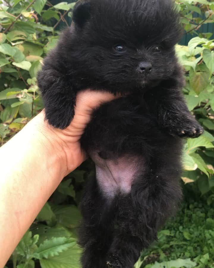 Puppy For Sale.のインスタグラム