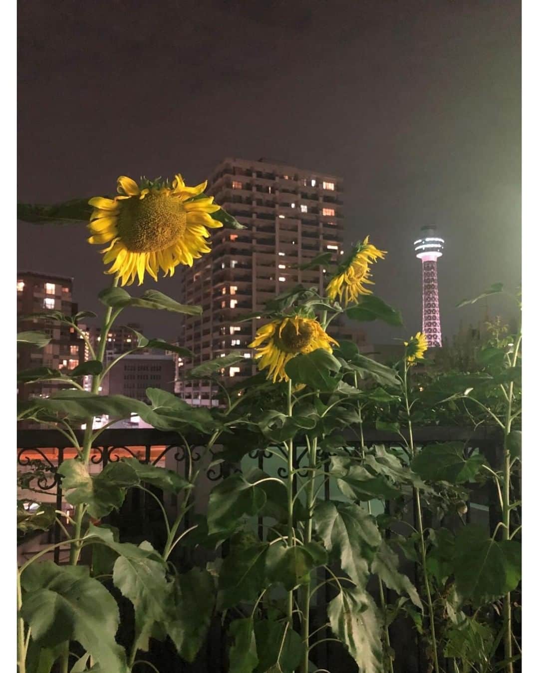 東京カメラ部 横浜分室のインスタグラム