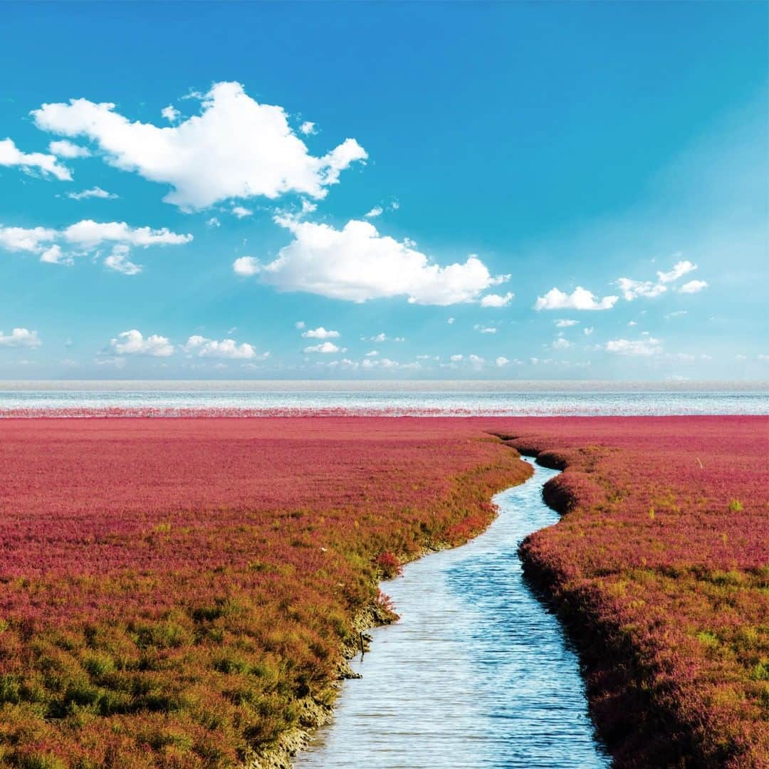 JALさんのインスタグラム写真 - (JALInstagram)「. The scarlet carpet of the Bohai Sea coast in China, best seen in the middle of fall, is an unforgettable sight🍂 #AmazingAugust  紅海灘の真紅の絨毯は一度見たら忘れられない光景❤️ 9月中旬からの約1ヶ月がベストシーズン🍂 . . Post your memories with #FlyJAL  #JapanAirlines #panjin #china #colorofnature」8月27日 17時30分 - japanairlines_jal