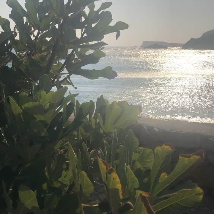 のインスタグラム：「Sunrise /Before the morning swim ... #perfectmorning」