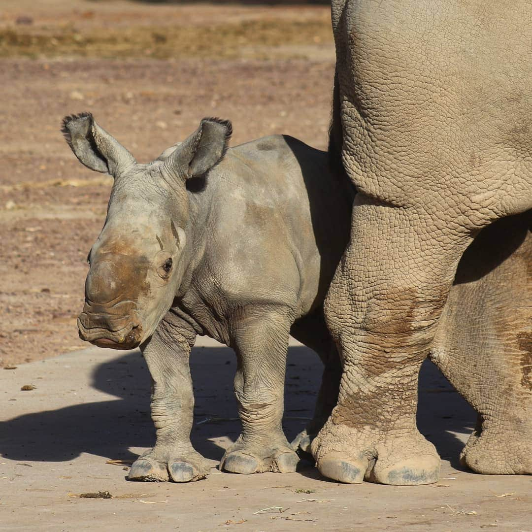 タロンガ動物園さんのインスタグラム写真 - (タロンガ動物園Instagram)「It's a girl!  @TarongaWesternPlainsZoo has welcomed a female White Rhino calf in the early hours of the morning of Sunday 18th August.  Both mum Mopani and her calf are doing well. 🦏  The calf is yet to be named, however stay tuned as a naming competition will be announced soon!  #forthewild #visitnsw #dubbo」8月27日 17時45分 - tarongazoo