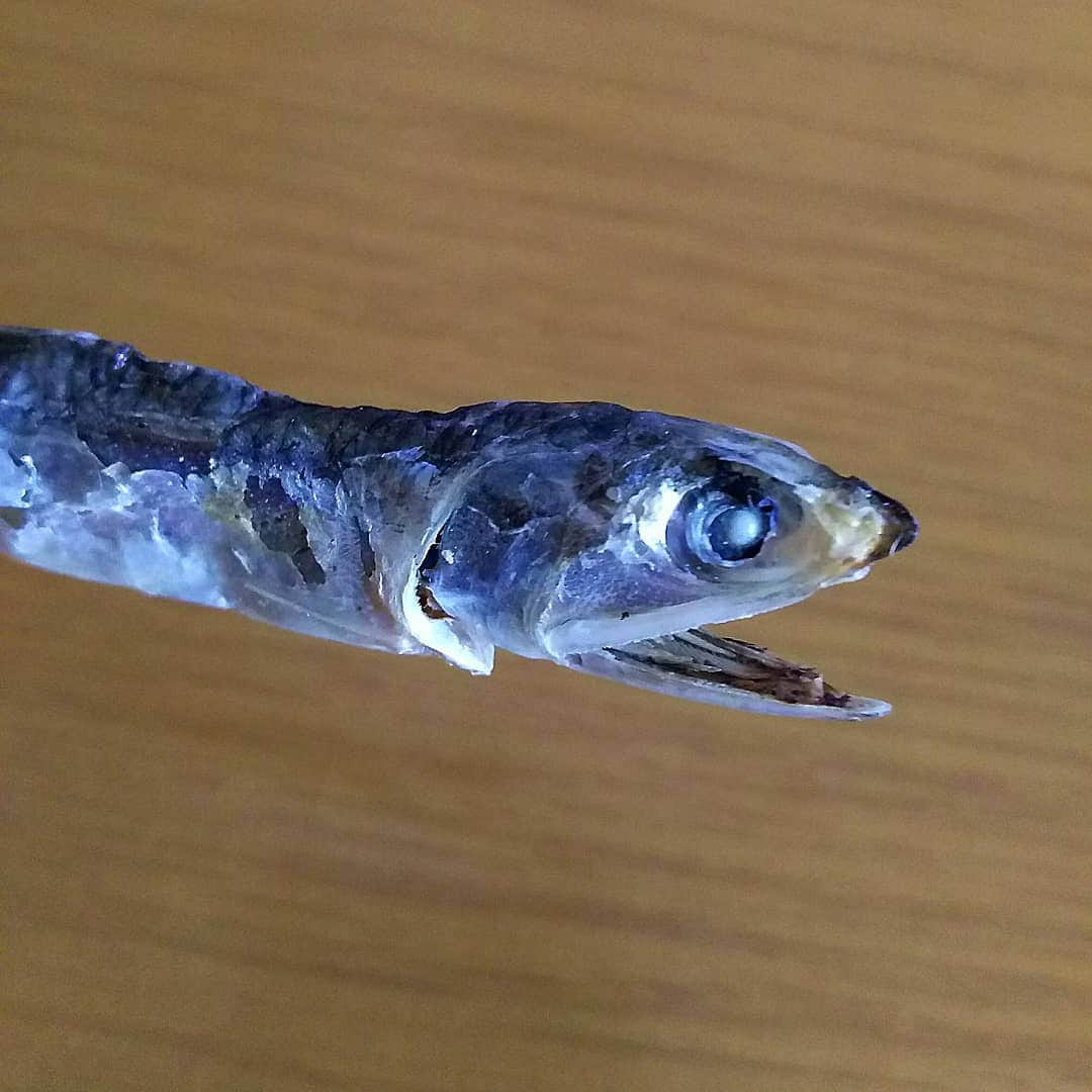 sweet_strawberryさんのインスタグラム写真 - (sweet_strawberryInstagram)「【🐍ヘビ】や【🦎トカゲ】爬虫類感が強い【#煮干し 】🐟🐟 私、生き物の中で、蛇や爬虫類が本当に苦手で、蛇は図鑑の写真もギャッとなるほど無理なので、 📺クレイジージャーニーの【爬虫類ハンター加藤英明さん】の爬虫類を見つける眼力と、捕まえる素早さが本当にクレイジーで面白いのだけど、トカゲや蛇を捕まえて説明してる時は、私、目をつむって見ないようにしている。加藤さんがハンターする珍しい生物なのに、肝心な場面は見過ごしている笑 あと、クレイジージャーニーの改造人間(身体改造)の放送も、怖々に見て、アップになった時は目をつむって見ないようにしている。ビビりか私😨 #煮干#にぼし#小魚#カタクチイワシ#だし #蛇#ヘビ#蜥蜴#トカゲ#爬虫類#似てる#見える#ホラー#怖い#ドアップ#どアップ#接写」8月27日 17時55分 - sweet_strawberry