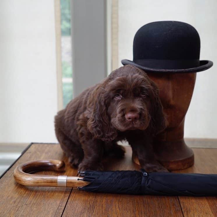 ハケットのインスタグラム：「Making your return to work a little brighter by throwing it back to @mrjhackett's Harry as a puppy. Does it get any better? #Hackett #SussexSpaniels #Puppy」