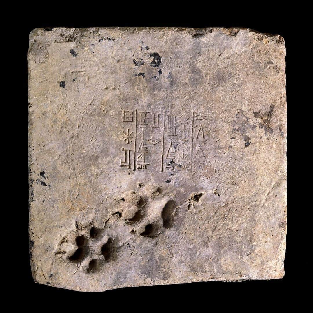 大英博物館さんのインスタグラム写真 - (大英博物館Instagram)「🐾 4,000 years ago, a dog left its pawprints in this Mesopotamian brick.  The brick is stamped with cuneiform text that includes the name of Ur-Nammu, ruler of Ur (in the south of modern-day Iraq) between about 2112–2095 BC. It’s from the Ziggurat of Ur – a giant brickwork structure built in the ancient city. The dog’s addition is thought to be accidental!  #NationalDogDay #dogs #🐶 #cuneiform #history #BritishMuseum #London #UK #AncientHistory #Mesopotamia #dog」8月27日 18時02分 - britishmuseum