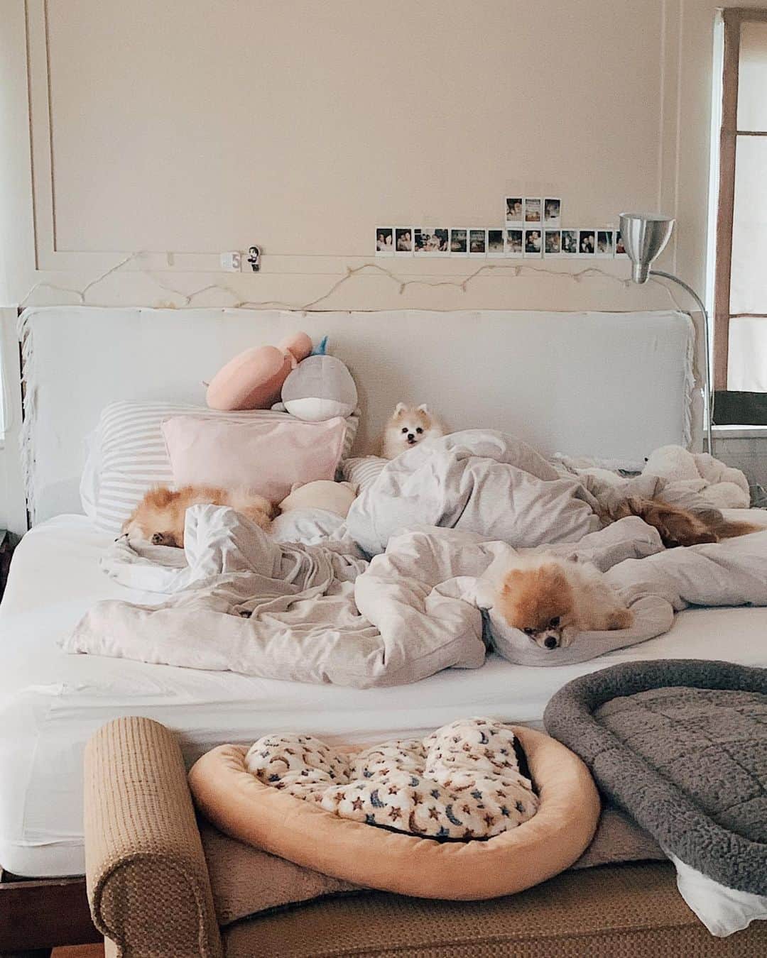r_oseのインスタグラム：「It’s a #nationaldogday but for me everyday is my dog-day❤️〰️」