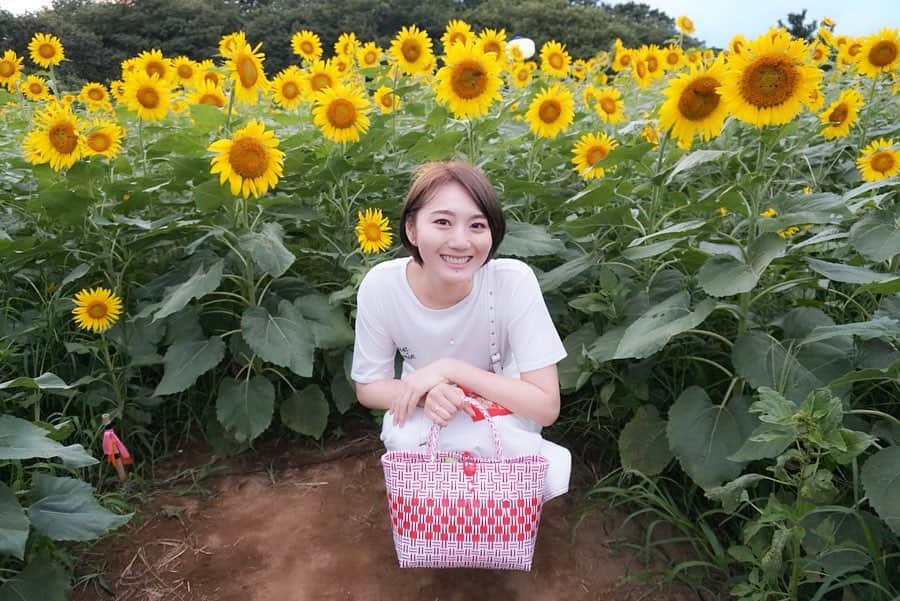 のインスタグラム：「❁ ㅤㅤㅤㅤㅤㅤㅤㅤㅤㅤ #国立ひたち海浜公園 の向日葵も見頃でした\( ¨̮ )/ ㅤㅤㅤㅤㅤㅤㅤㅤㅤㅤ  迷路もあり、背の高い向日葵の中を通るのは子供も大人も楽しいですよね♬ ㅤㅤㅤㅤㅤㅤㅤㅤㅤㅤ  ㅤㅤㅤㅤㅤㅤㅤㅤㅤㅤ  ㅤㅤㅤㅤㅤㅤㅤㅤㅤㅤ  ㅤㅤㅤㅤㅤㅤㅤㅤㅤ ㅤㅤㅤㅤㅤㅤㅤㅤㅤㅤㅤㅤ  ㅤㅤㅤㅤㅤㅤㅤㅤㅤㅤ  ㅤㅤㅤ ㅤㅤㅤㅤㅤㅤㅤㅤㅤㅤㅤㅤㅤ ㅤㅤㅤㅤㅤㅤㅤㅤㅤㅤㅤㅤㅤㅤㅤㅤㅤㅤㅤㅤㅤㅤㅤㅤㅤ  ㅤㅤㅤㅤㅤㅤㅤㅤㅤㅤㅤㅤㅤㅤㅤㅤㅤㅤㅤㅤㅤㅤㅤㅤ ㅤㅤㅤㅤㅤㅤㅤㅤㅤㅤㅤㅤㅤ  ㅤ  ㅤ  ㅤ ✧︎*⑅୨୧┈┈┈┈୨୧⑅* ❁︎⑅୨୧┈┈┈┈୨୧⑅✧︎*。 #日本#茨城#ひたちなか#ひたち海浜公園#みはらしの丘#ひまわり#ひまわり畑#ひまわり迷路 #hitachiseasidepark#dokoiku#hitachibloom#尾崎ななみ#伊勢志摩アンバサダー」