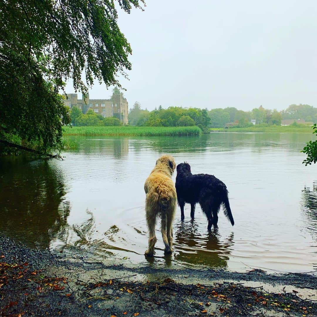 サーシャ・コーエンさんのインスタグラム写真 - (サーシャ・コーエンInstagram)「Early morning trekking with these Irish Wolfhounds (meaning they hunt wolves). Fun facts: They love coffee and kisses and weigh 180 lbs. ☕️ 😚 #Ireland #ashfordcastle」8月27日 18時36分 - sashacohennyc