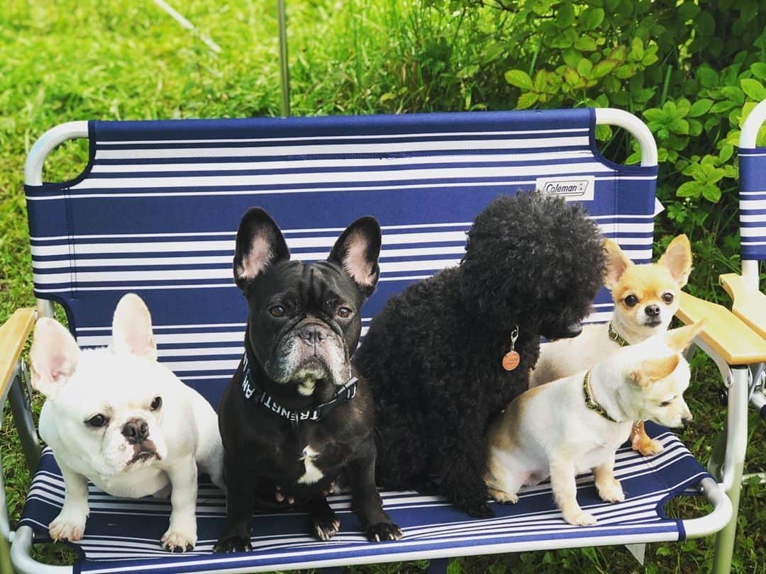 Coleman Japanのインスタグラム：「お気に入りの場所に集合〜！ 🐕🐕🐕🐕🐕 ・ 📷： @i_am_robin_san さん 素敵なお写真ありがとうございました✨ ・ ━━━━━━━━━━━━━━━ #私のコールマン を付けて投稿して頂いた中から素敵なお写真は、コールマン公式SNSでご紹介させて頂きます♪ ━━━━━━━━━━━━━━━ ・ #キャンプ犬 #犬連れキャンプ」