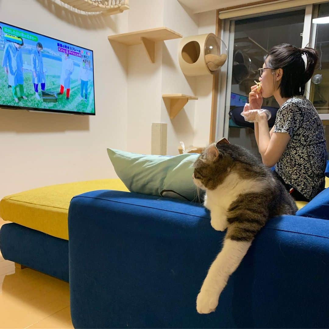 スノーさんのインスタグラム写真 - (スノーInstagram)「When you want to change channel but someone still insists🔪. . #catsofinstagram #cats_of_instagram #catstagram #catofinstagram #instagood #cat #cats #kucing #gato #chat #catloversclub #catlover #9gag #weeklyfluff #pleasantcats #kedi #katze #kawaii #neko #instagramjapan #고양이 #кот #แมว #猫 #ふわもこ部 #ペコねこ部」8月27日 19時08分 - curlysnow0915