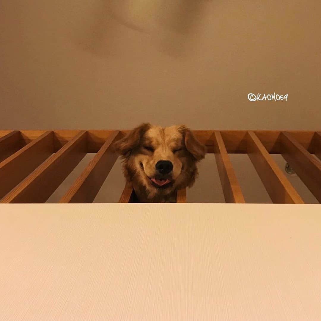 PECO いぬ部のインスタグラム
