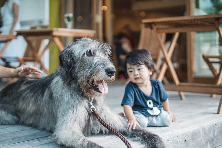 中野晴代さんのインスタグラム写真 - (中野晴代Instagram)「・ 朝食会での一コマ。 オキーフさんとこの息子ちゃんも 大きな優しいワンコさんも可愛過ぎた🥺✨ ・ ・ @lesbeauxbois @yukikikin @okeeffe_furniture ・ ・ #朝食会 #bases #檸檬とラクダ #okeeffefurniture #犬との暮らし #犬と子供 #アイリッシュウルフハウンド」8月27日 19時30分 - haruyonakano