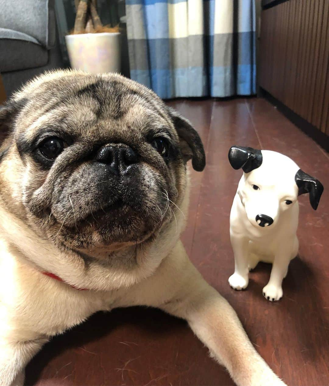 やついいちろうさんのインスタグラム写真 - (やついいちろうInstagram)「涼しいね #pug #pugs #puglife #puglove #パグ #パグスタグラム」8月27日 19時47分 - yatsuiichiro