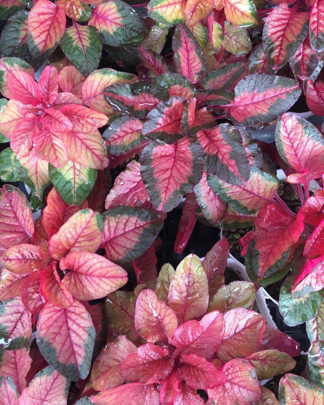 MILLE ECLAT.のグルメインスタ