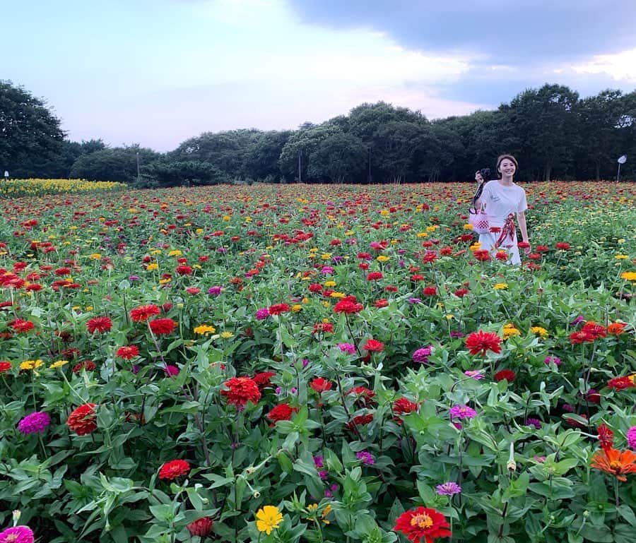のインスタグラム：「❁ ㅤㅤㅤㅤㅤㅤㅤㅤㅤㅤ #国立ひたち海浜公園 写真、もういっちょ。٩( ᐛ )و ㅤㅤㅤㅤㅤㅤㅤㅤㅤㅤ  ジニア♬ ㅤㅤㅤㅤㅤㅤㅤㅤㅤㅤ  7月下旬〜9月中旬まで見頃と、長く楽しめるお花。 ㅤㅤㅤㅤㅤㅤㅤㅤㅤㅤ 約35万本も咲いていて綺麗すぎる〜〜( ˊᵕˋ* )  ㅤㅤㅤㅤㅤㅤㅤㅤㅤㅤ  ㅤㅤㅤㅤㅤㅤㅤㅤㅤㅤ  ㅤㅤㅤㅤㅤㅤㅤㅤㅤㅤ  ㅤㅤㅤㅤㅤㅤㅤㅤㅤ ㅤㅤㅤㅤㅤㅤㅤㅤㅤㅤㅤㅤ  ㅤㅤㅤㅤㅤㅤㅤㅤㅤㅤ  ㅤㅤㅤ ㅤㅤㅤㅤㅤㅤㅤㅤㅤㅤㅤㅤㅤ ㅤㅤㅤㅤㅤㅤㅤㅤㅤㅤㅤㅤㅤㅤㅤㅤㅤㅤㅤㅤㅤㅤㅤㅤㅤ  ㅤㅤㅤㅤㅤㅤㅤㅤㅤㅤㅤㅤㅤㅤㅤㅤㅤㅤㅤㅤㅤㅤㅤㅤ ㅤㅤㅤㅤㅤㅤㅤㅤㅤㅤㅤㅤㅤ  ㅤ  ㅤ  ㅤ ✧︎*⑅୨୧┈┈┈┈୨୧⑅* ❁︎⑅୨୧┈┈┈┈୨୧⑅✧︎*。 #日本#茨城#ひたちなか#ひたち海浜公園#みはらしの丘#ジニア#百日草#花畑hitachiseasidepark#dokoiku#hitachibloom#尾崎ななみ#伊勢志摩アンバサダー」