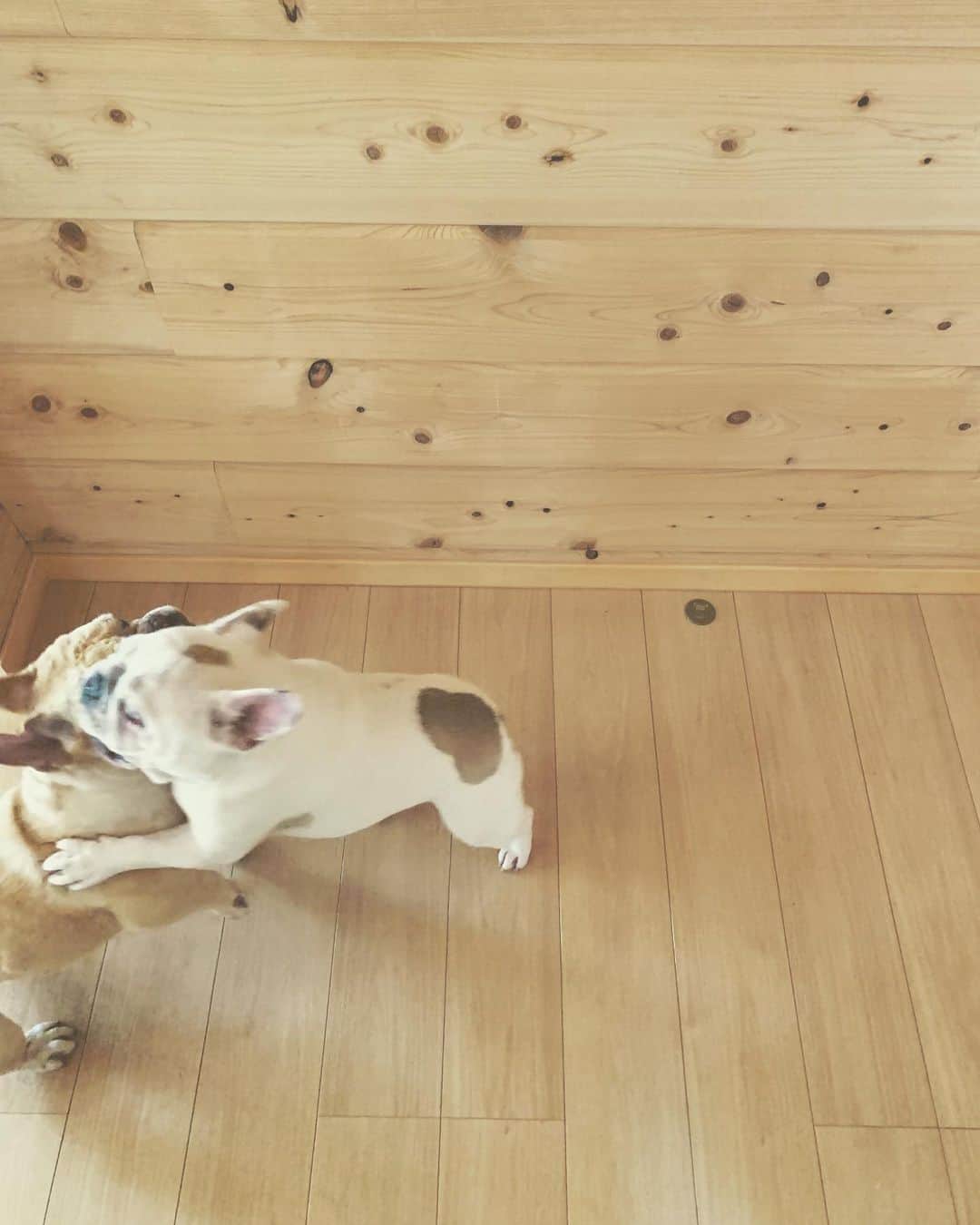 鑑田幸代のインスタグラム：「夏 #ウータン #グース #じゃれあう #ほぼ大きさ一緒 #グースデブ説 frenchbulldog  #frenchbulldogs  #french_bulldogs  #frenchie  #buhi  #ハニーパイド #フレブル  #グース #グーちゃん」