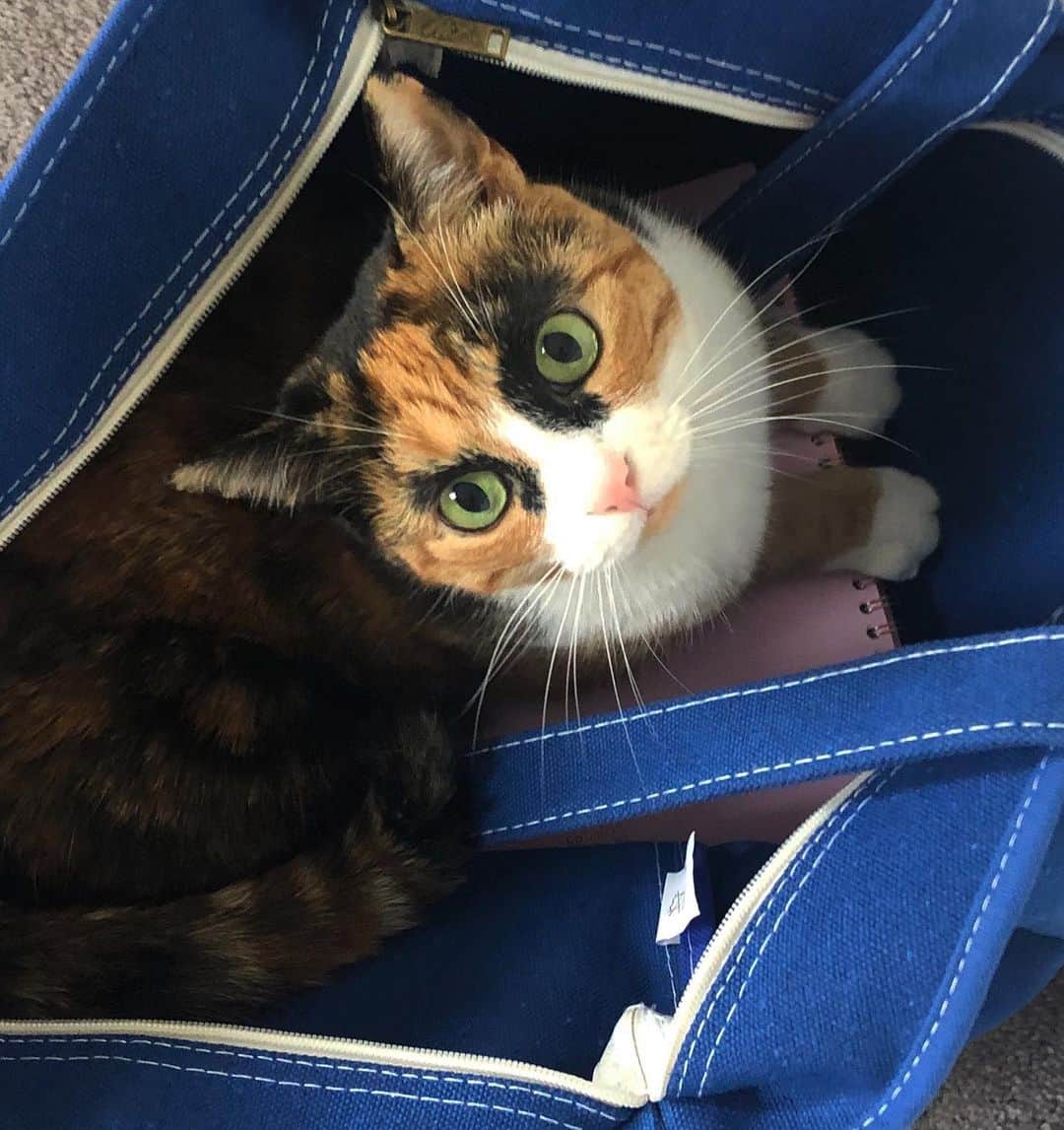 リリーのインスタグラム：「Good luck taking the bag without me in! 😸」