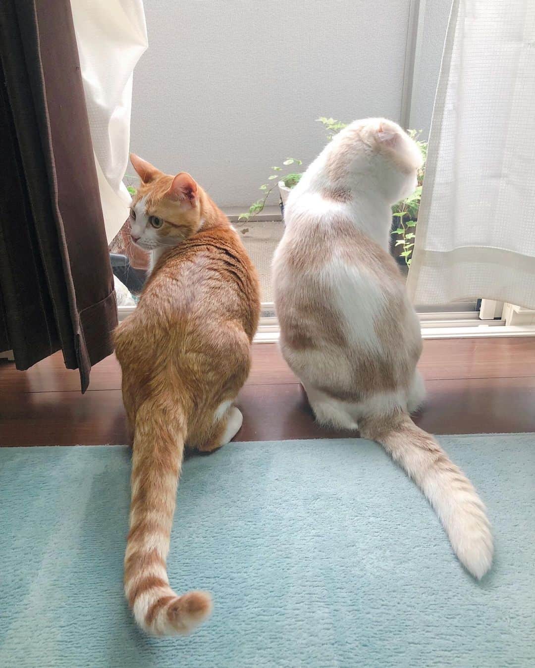 はなぼくろきなこさんのインスタグラム写真 - (はなぼくろきなこInstagram)「交互にキョロキョロ☺️ しっぽの長さけっこう違うのです(っ˘-˘c)かわよい💗 . . . . . #はなきな #猫部 #窓辺のきなもな #にゃんこ  #スコティッシュフォールド #猫  #猫のいる暮らし #😻 #みんねこ」8月27日 20時30分 - hanabokurokinako