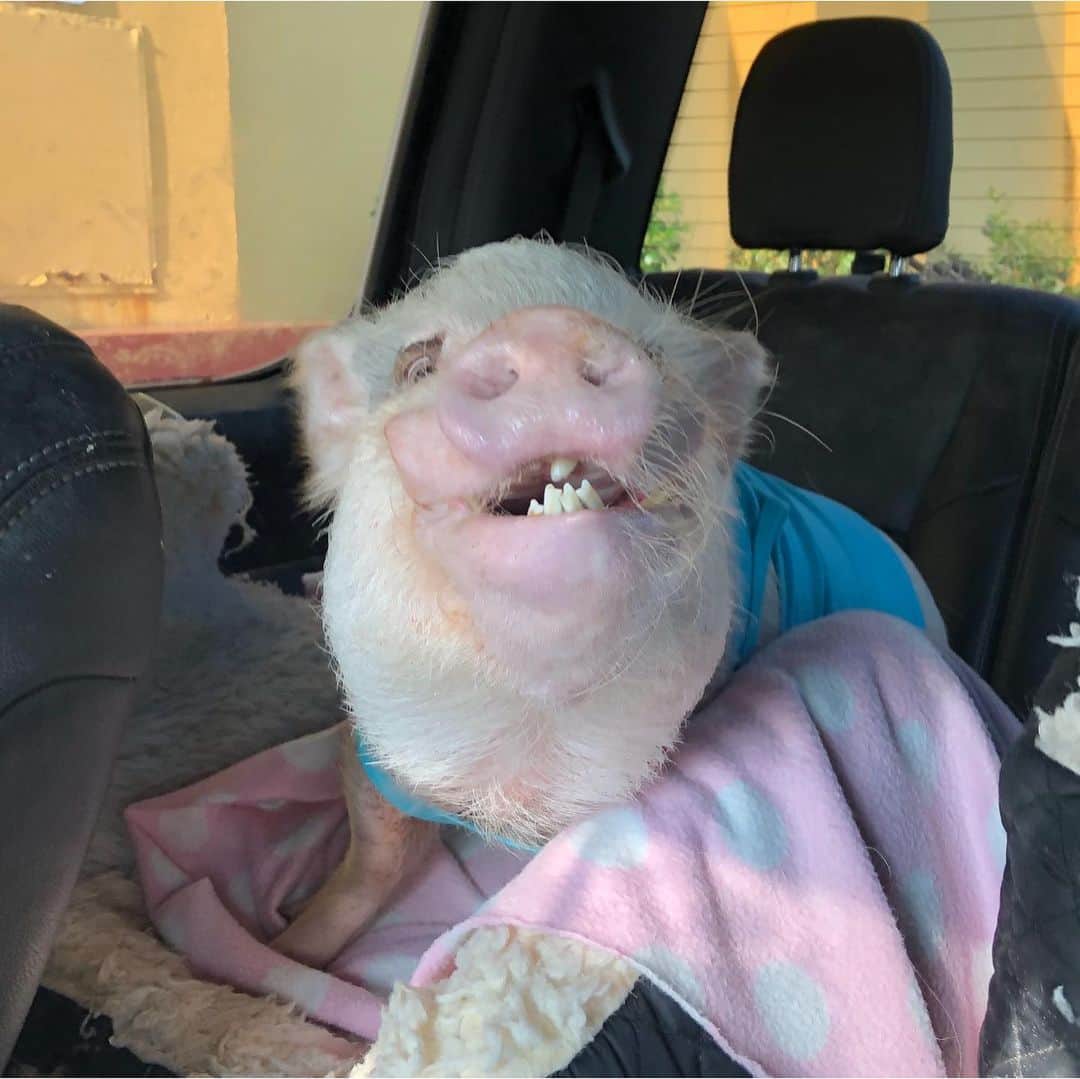 Priscilla and Poppletonさんのインスタグラム写真 - (Priscilla and PoppletonInstagram)「This was Silly Pop when mommy pulled into a drive-thru on the way to school. What a pig!🐷💙🍩#carpool #foodie #SillyPop #PrissyandPop」8月27日 20時55分 - prissy_pig