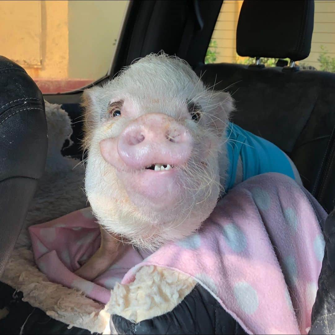 Priscilla and Poppletonさんのインスタグラム写真 - (Priscilla and PoppletonInstagram)「This was Silly Pop when mommy pulled into a drive-thru on the way to school. What a pig!🐷💙🍩#carpool #foodie #SillyPop #PrissyandPop」8月27日 20時55分 - prissy_pig