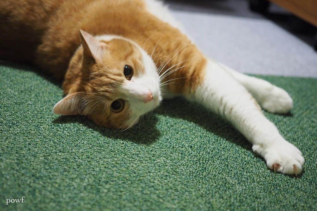 anemone_69のインスタグラム：「. #ハカセとキョウジュ #茶トラ白 #茶白 #cat #猫 #保護猫 . . .」