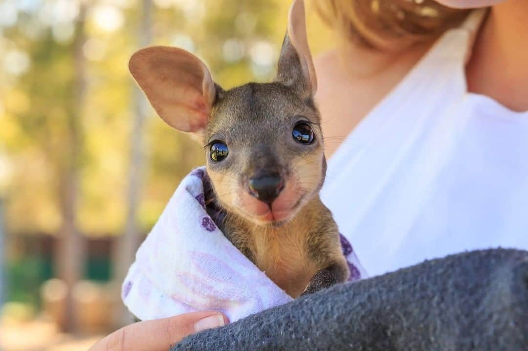 Baby Animalsさんのインスタグラム写真 - (Baby AnimalsInstagram)「Everybody needs a little baby wallaby in their life!」8月27日 21時06分 - thebabyanimals