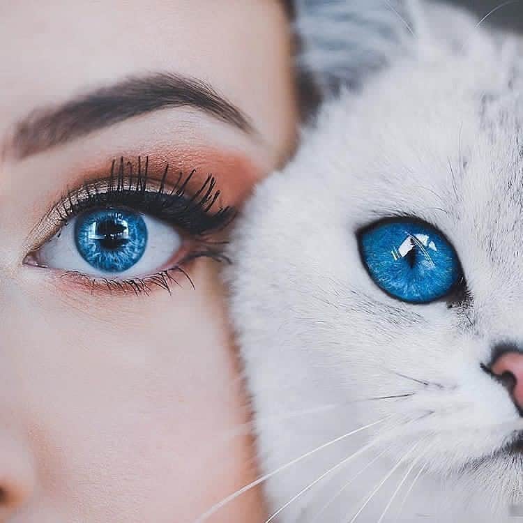Cute Pets Dogs Catsさんのインスタグラム写真 - (Cute Pets Dogs CatsInstagram)「🥰 Blue eyes 😻 📩 Submit your cat's photo to our contest email to be featured💕 ⠀⠀⠀⠀⠀⠀⠀⠀⠀ Notification ON 💙 #kittens_of_world and follow us to be featured 😸 From: @cats_billy  #chat #neko #gato #gatto #meow #kawaii #nature #pet #animal #instacat #instapet #mycat #catlover #cats #catofinstagram #catoftheday #catlover #catsagram #catlovers #cat_features #catlady #catlife #catlove #catsgram #cutecat」8月27日 21時09分 - dailycatclub