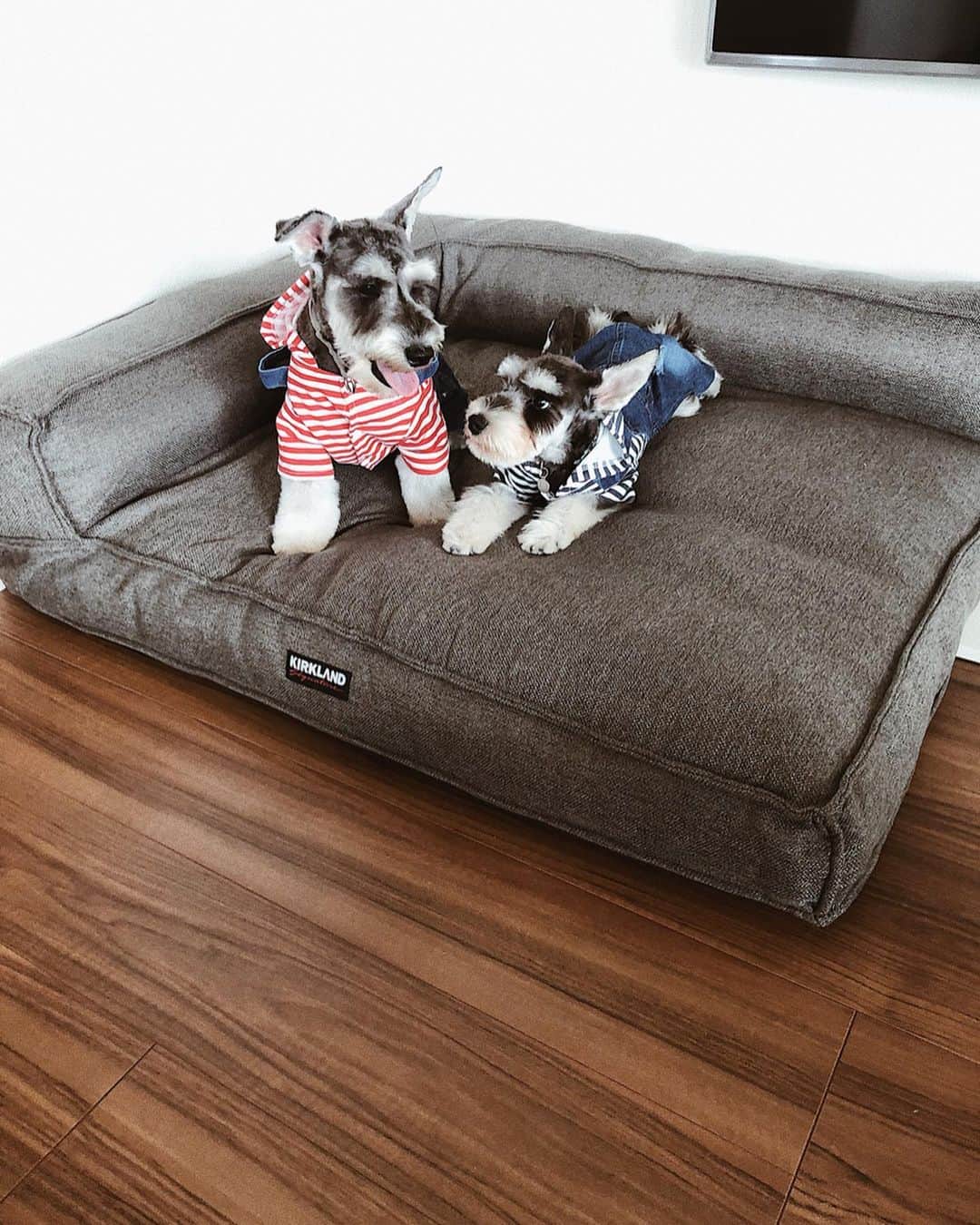 森山菜々のインスタグラム：「✯ 𝙇𝙖𝙣𝙞 𝙆𝙖𝙞 きみたちベッド羨ましいなぉ〜🐶🦴 最近はここで私がゴロンとしています🤫✌🏾すんません #LANI #KAI #miniatureschnauzer #morinana_house」
