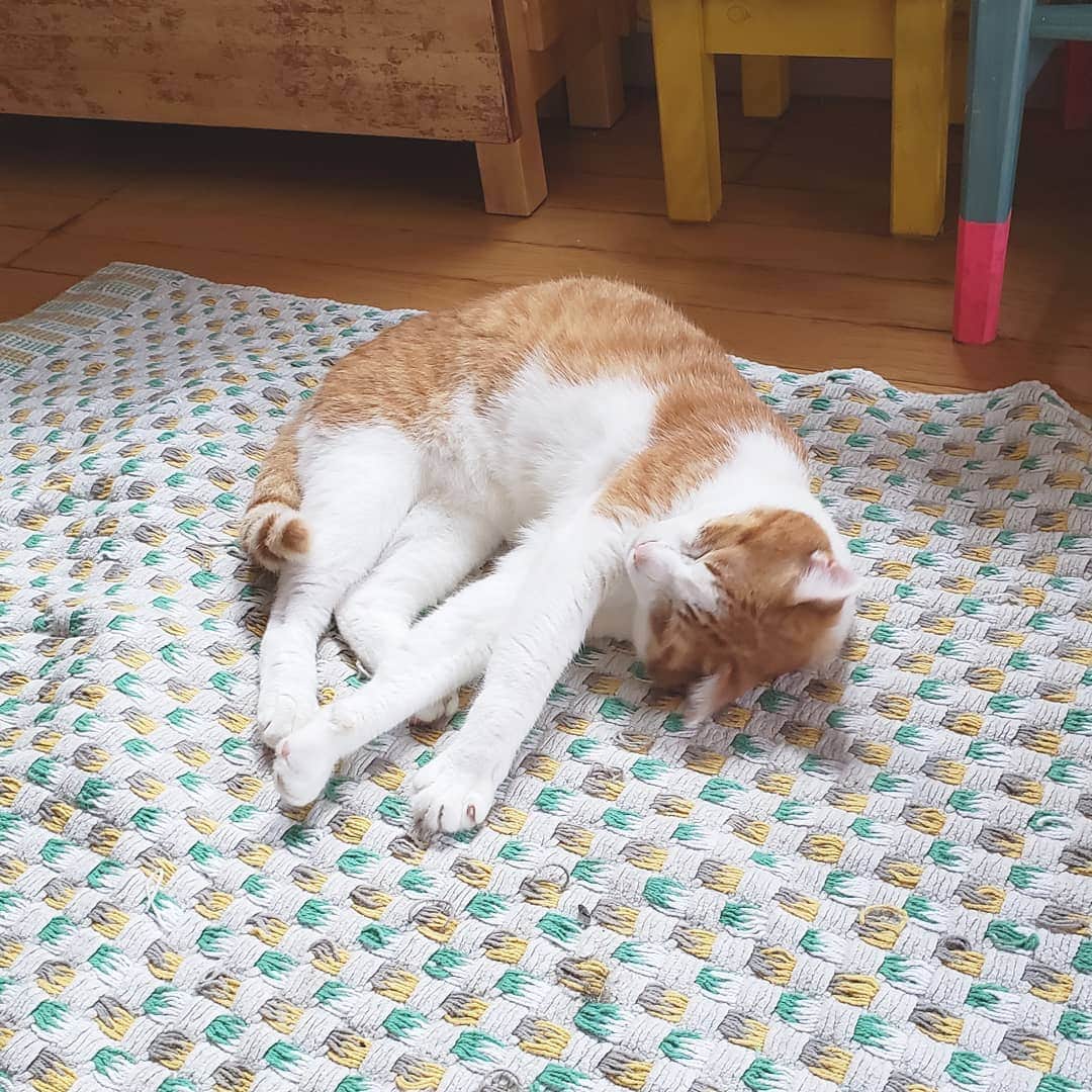 池田香織さんのインスタグラム写真 - (池田香織Instagram)「ゴロゴロ🐈 猫は見飽きないなー。  #キナコ」8月27日 21時49分 - qaori