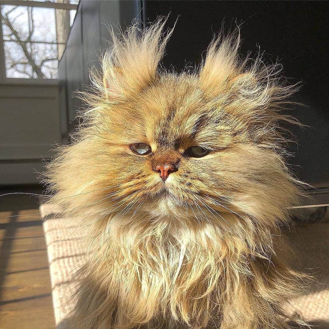 Cute Pets Dogs Catsさんのインスタグラム写真 - (Cute Pets Dogs CatsInstagram)「Unique 😍😻 📩 Submit your cat's photo to our contest email to be featured💕 ⠀⠀⠀⠀⠀⠀⠀⠀⠀ Notification ON 💙 #kittens_of_world and follow us to be featured 😸 From: @barnaby_persian  #kitty #cats #kitten #kittens #kedi #katze #แมว #猫 #ねこ #ネコ #貓 #고양이 #Кот #котэ #котик #кошка #cat #cats #catofinstagram #catoftheday #catlover #catsagram #catlovers #cat_features #catlady #catlife #catlove #catsgram #cutecat」8月28日 7時54分 - dailycatclub