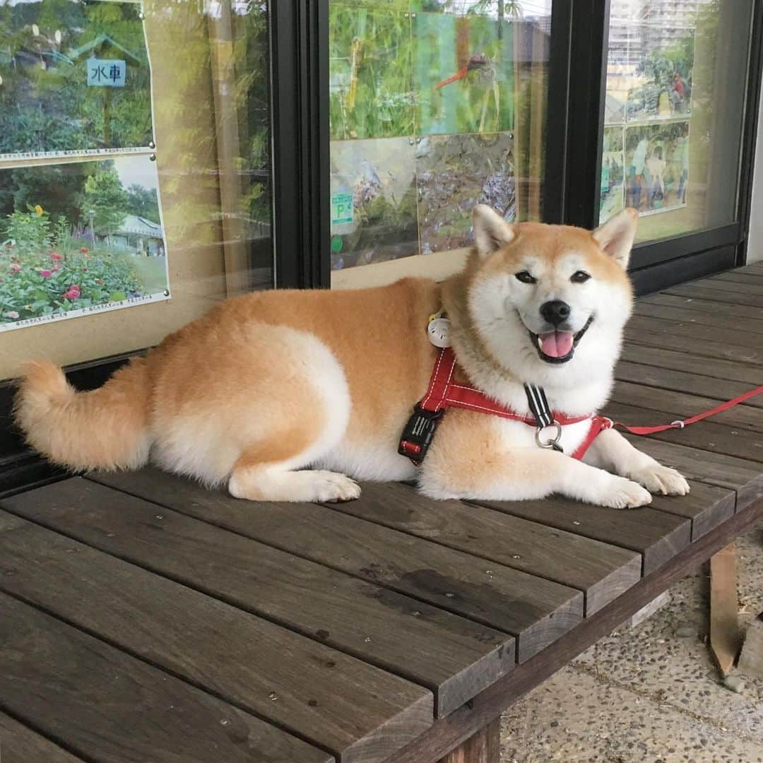 てんパパさんのインスタグラム写真 - (てんパパInstagram)「今朝は小雨パラパラ、お散歩にはそんなに影響なし。 パークセンターの軒下で、腰を据えて休みだしたてんこ。 #朝んぽ #ゴーヤのカーテン #自主休憩 #自主てんこ #雨宿りではない」8月28日 7時54分 - tenchan.shiba