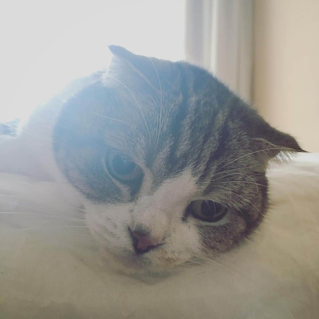 ミツバ&フックのインスタグラム：「ゴロゴロばかりしてるから #ネコ顔2019 用の写真撮れないのだけど…」