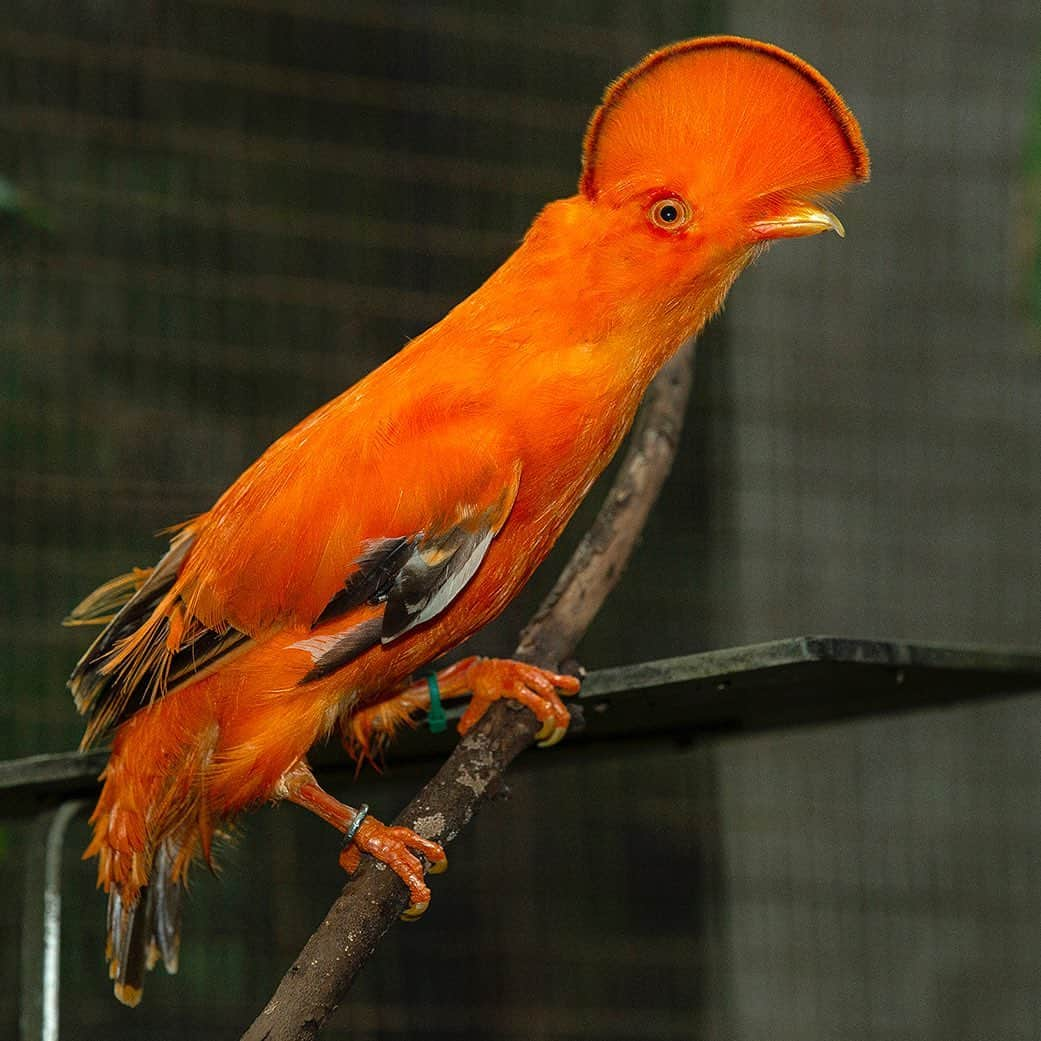 San Diego Zooさんのインスタグラム写真 - (San Diego ZooInstagram)「Rock out with the punk rockers of the avian world, the Andean cock of the rock. 🤘 Link in bio. #MohawkLife #birdstagram #andeancockoftherock #sandiegozoo」8月28日 8時03分 - sandiegozoo