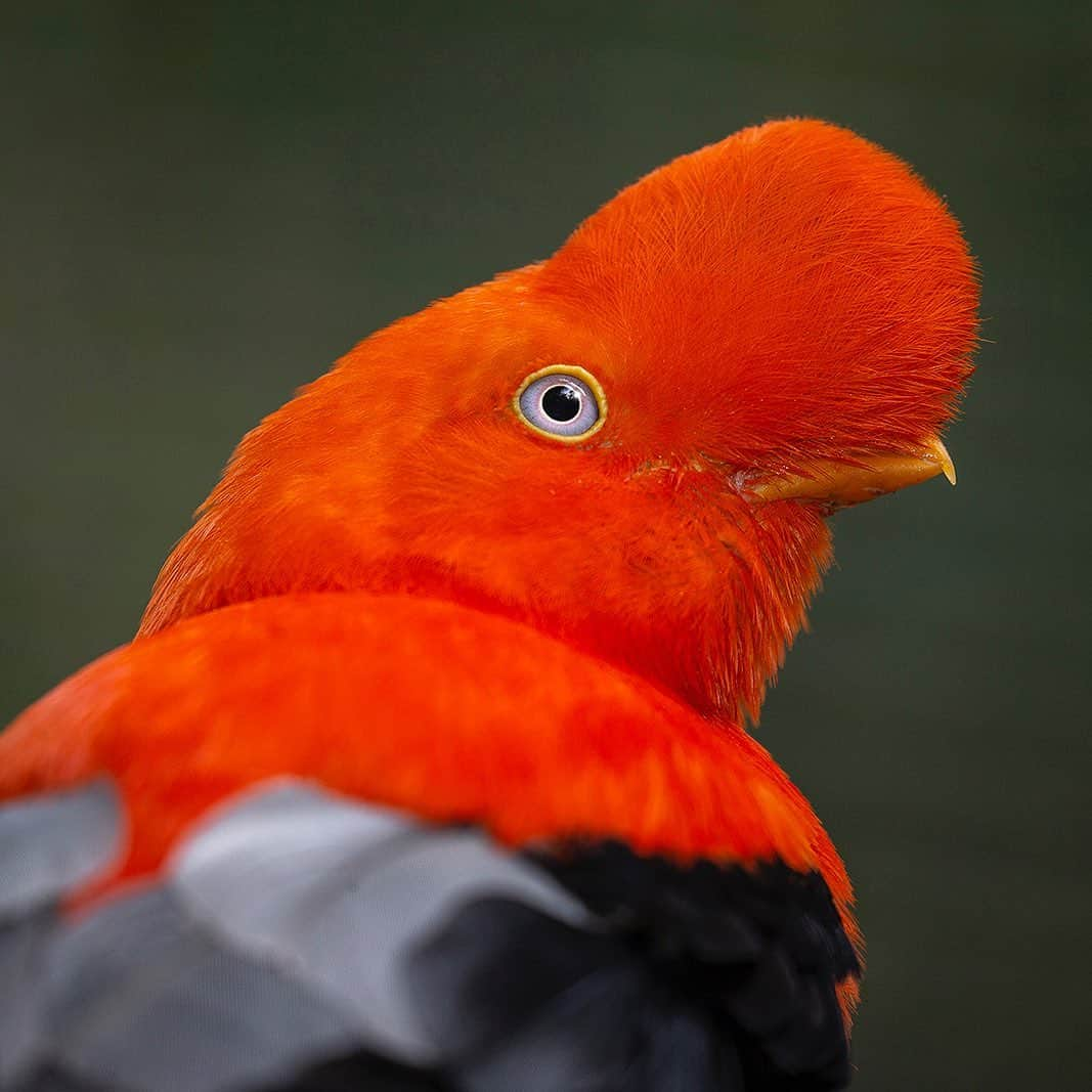 San Diego Zooさんのインスタグラム写真 - (San Diego ZooInstagram)「Rock out with the punk rockers of the avian world, the Andean cock of the rock. 🤘 Link in bio. #MohawkLife #birdstagram #andeancockoftherock #sandiegozoo」8月28日 8時03分 - sandiegozoo