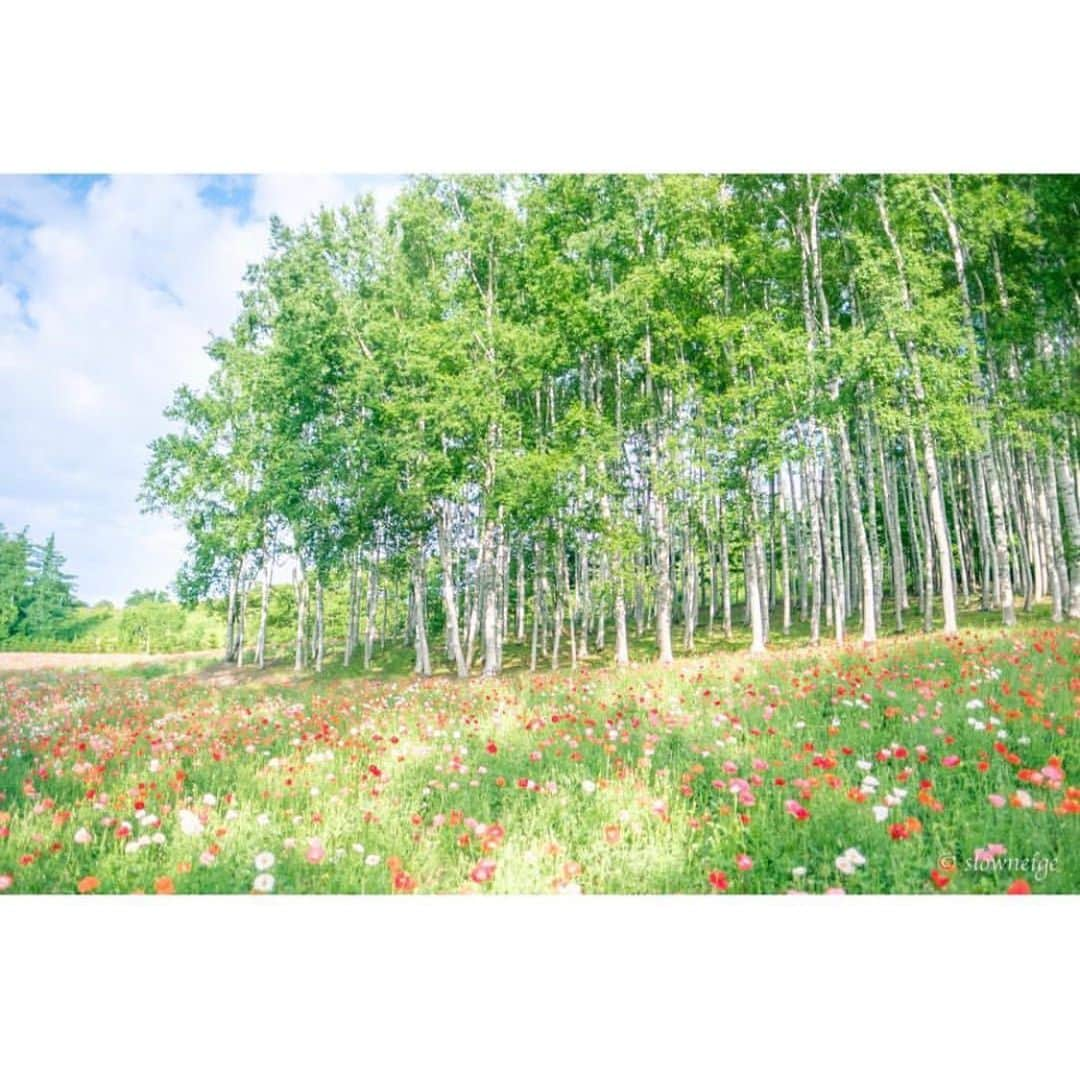 はなまっぷ❁日本の花風景さんのインスタグラム写真 - (はなまっぷ❁日本の花風景Instagram)「🌻🌺はなまっぷの夏まつり🌺🌻 * @slowneige さんの 夏の花々に花まるを💮 * 暑さに負けずに咲き誇る素敵な夏の花々をありがとうございます😊🌺 * #北海道 * 見頃を過ぎた場所もご紹介させていただきます🌸お出かけの際はHP等で開花状況をご確認お願いします🙏 * 🌈•••🌺•••🌻•••🌺•••🌻•••🌺•••🌈 * 🌺はなまっぷの夏まつり🌺 〜8/31まで #はなまっぷ  のタグの中から、夏のお花のお写真をご紹介させていただきます。期間中はランダムに、複数枚投稿でもご紹介させていただく場合がございます。 * #夏#日本#花#花畑#風景 * 🌈•••🌺•••🌻•••🌺•••🌻•••🌺•••🌈 *」8月28日 8時04分 - hanamap