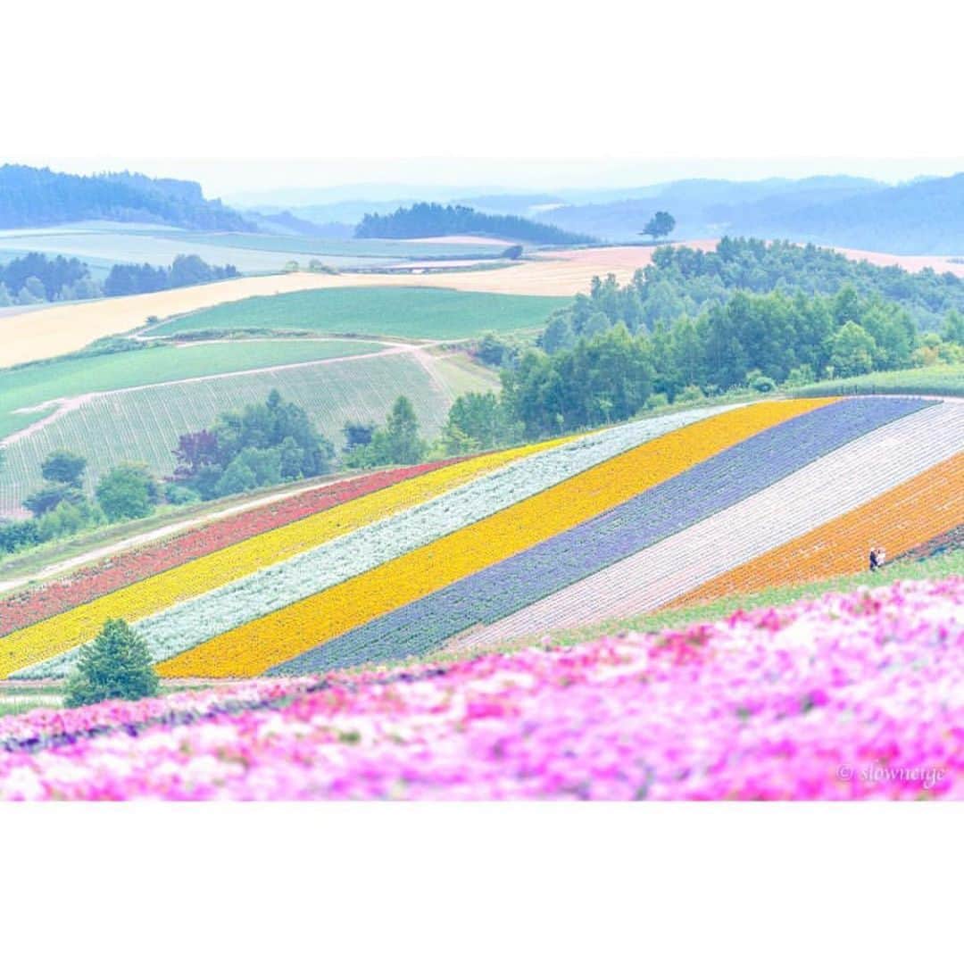 はなまっぷ❁日本の花風景さんのインスタグラム写真 - (はなまっぷ❁日本の花風景Instagram)「🌻🌺はなまっぷの夏まつり🌺🌻 * @slowneige さんの 夏の花々に花まるを💮 * 暑さに負けずに咲き誇る素敵な夏の花々をありがとうございます😊🌺 * #北海道 * 見頃を過ぎた場所もご紹介させていただきます🌸お出かけの際はHP等で開花状況をご確認お願いします🙏 * 🌈•••🌺•••🌻•••🌺•••🌻•••🌺•••🌈 * 🌺はなまっぷの夏まつり🌺 〜8/31まで #はなまっぷ  のタグの中から、夏のお花のお写真をご紹介させていただきます。期間中はランダムに、複数枚投稿でもご紹介させていただく場合がございます。 * #夏#日本#花#花畑#風景 * 🌈•••🌺•••🌻•••🌺•••🌻•••🌺•••🌈 *」8月28日 8時04分 - hanamap